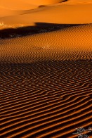 Desert Sand Ripples Sunset - Coral Pink Sand Dunes, Utah Desert Sand Ripples Sunset - Coral Pink Sand Dunes, Utah - bp0126