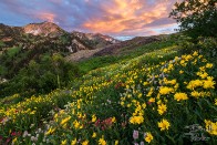 Alta Wildflower Sunset - Alta, Utah Alta Wildflower Sunset - Alta, Utah - bp0003