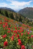 Wildflowers and View Down Canyon - Snowbird, Utah Wildflowers and View Down Canyon - Snowbird, Utah - bp0086