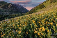 Big Cottonwood Canyon Wildflower Sunset - Salt Lake City, Utah Big Cottonwood Canyon Wildflower Sunset - Salt Lake City, Utah - bp0200