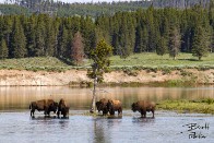 Bison and Yellowstone River - Yellowstone National Park, Wyoming Bison and Yellowstone River - Yellowstone National Park, Wyoming