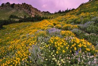 Cardiff Pass Sunset and Wildflowers - Alta, Utah Cardiff Pass Sunset and Wildflowers - Alta, Utah - bp0087