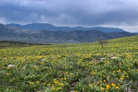Desert Bloom and Thunderstorms - Schell Mountains, Nevada Desert Bloom and Thunderstorms - Schell Mountains, Nevada - bp0183