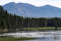 Geese, Elk, and Mount Washburn - Yellowstone National Park, Wyoming Geese, Elk, and Mount Washburn - Yellowstone National Park, Wyoming - bp0074