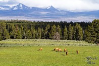 Grazing Elk - Yellowstone National Park, Wyoming Grazing Elk - Yellowstone National Park, Wyoming - bp0050