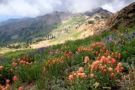 Hidden Peak and Mineral Basin Wildflowers - Little Cottonwood Canyon, Utah Hidden Peak and Mineral Basin Wildflowers - Little Cottonwood Canyon, Utah - bp0090