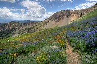 Mineral Basin Wildflowers with Trail - Snowbird, Utah Mineral Basin Wildflowers with Trail - Snowbird, Utah