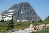 Mountain Goat and Bearhat Mountain - Glacier National Park, Montana Mountain Goat and Bearhat Mountain - Glacier National Park, Montana
