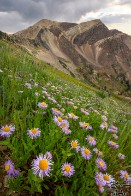 Twin Peaks Thunderstorms and Wildflowers - Snowbird, Utah Twin Peaks Thunderstorms and Wildflowers - Snowbird, Utah - bp0079