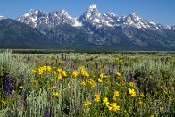 Teton Wildflowers - Grand Teton National Park, Wyoming Teton Wildflowers - Grand Teton National Park, Wyoming