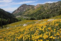 c Wildflowers with Twin Peaks at Sunset - Snowbird, Utah - bp0026